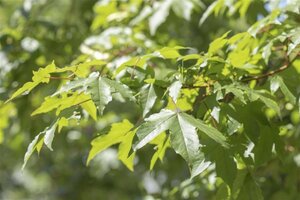 Acer saccharinum 14-16 Hoogstam draadkluit 2 X verplant