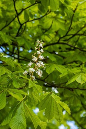 Aesculus hippocastanum 30-35 Hoogstam draadkluit 4 X verplant - afbeelding 3