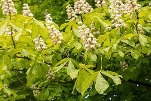 Aesculus hippocastanum 30-35 Hoogstam draadkluit 4 X verplant - afbeelding 5