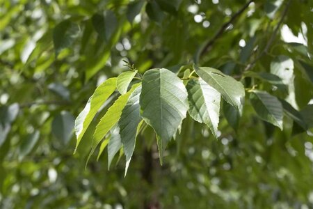 Alnus spaethii 18-20 cm draadkluit geveerd - afbeelding 3