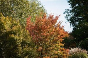 Amelanchier lamarckii 16-18 STA cont. 90L - image 1