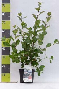 Aronia melanocarpa 40-60 cm cont. 3,0L - image 1