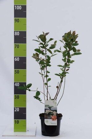 Aronia melanocarpa 40-60 cm cont. 3,0L - image 3