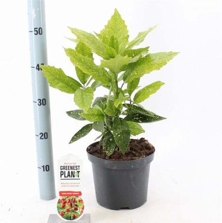 Aucuba jap. 'Variegata' 30-40 cm cont. 3,0L - afbeelding 1