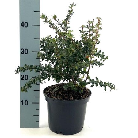 Berberis buxifolia 'Nana' 25-30 cm cont. 3,0L - afbeelding 4