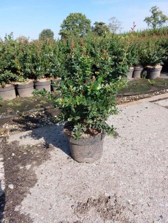 Berberis buxifolia 'Nana' 25-30 cm cont. 3,0L - afbeelding 3