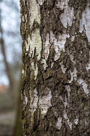 Betula pendula=verrucosa=alba 8-10 Hoogstam wortelgoed - afbeelding 1