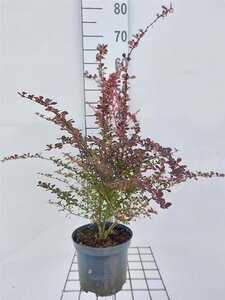 Berberis thunb. 'Rose Glow' 40-50 cm cont. 3,0L - afbeelding 6