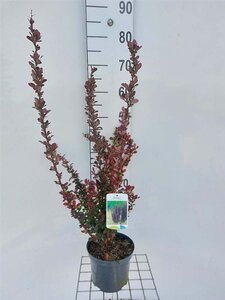 Berberis thunb. 'Red Rocket' 40-50 cm cont. 3,0L - afbeelding 1