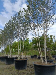 Betula utilis jacquemontii (= Doorenbos) 200-250 cm draadkluit meerstammig