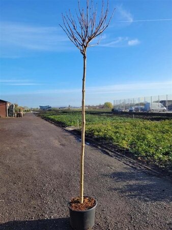 Catalpa bignonioides 'Nana'= 'Bungei' 12-14 Hoogstam cont. 35L - afbeelding 3