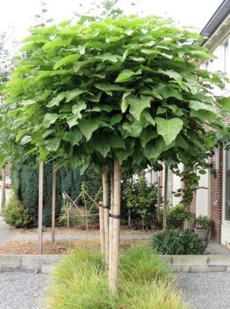 Catalpa bignonioides 'Nana'= 'Bungei' 12-14 Hoogstam cont. 35L - afbeelding 4