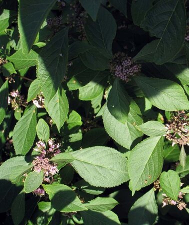 Callicarpa bod. 'Profusion' 50-60 cm cont. 3,0L - image 5