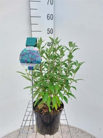 Caryopteris cland. Grand Bleu 30-40 cm cont. 3,0L - afbeelding 5