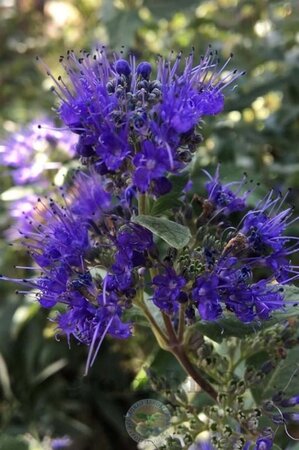 Caryopteris cland. Grand Bleu 30-40 cm cont. 3,0L - afbeelding 3