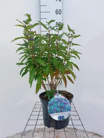 Caryopteris cland. Grand Bleu 30-40 cm cont. 3,0L - afbeelding 6