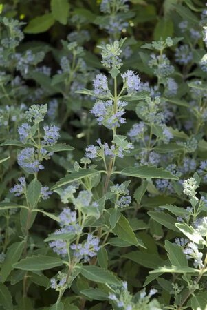 Caryopteris cland. 'Heavenly Blue' 30-40 cm cont. 3,0L - image 1