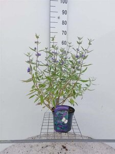 Caryopteris cland. 'Heavenly Blue' 30-40 cm cont. 3,0L - image 4