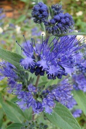 Caryopteris cland. 'Heavenly Blue' 30-40 cm cont. 3,0L - image 3