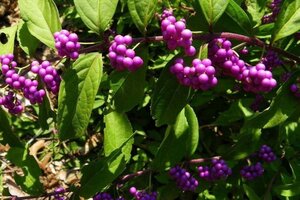 Callicarpa dichotoma 50-60 cm cont. 3,0L - image 2