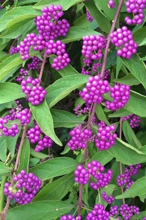 Callicarpa dichotoma 50-60 cm cont. 3,0L - image 3