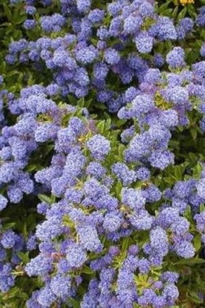 Ceanothus 'Blue Diamond' 30-40 cm cont. 3,0L - afbeelding 1