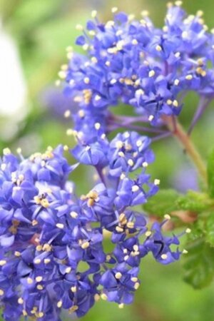 Ceanothus 'Blue Diamond' 30-40 cm cont. 3,0L - image 3