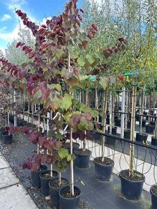 Cercis can. 'Forest Pansy' 200-250 cm cont. 20L - afbeelding 1