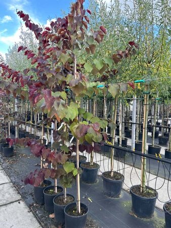 Cercis can. 'Forest Pansy' 200-250 cm cont. 20L - afbeelding 2