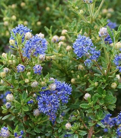 Ceanothus 'Puget Blue' 25-30 cm cont. 3,0L - image 1