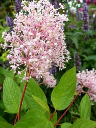 Ceanothus pallidus 'Marie Simon' geen maat specificatie cont. 2,0L - image 1