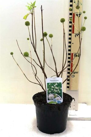 Cephalanthus occidentalis 30-40 cm cont. 3,0L - afbeelding 9