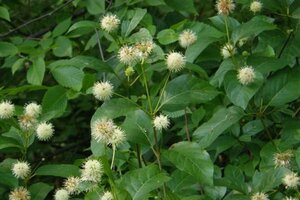 Cephalanthus occidentalis 30-40 cm cont. 3,0L - afbeelding 2