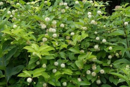 Cephalanthus occidentalis 30-40 cm cont. 3,0L - afbeelding 3