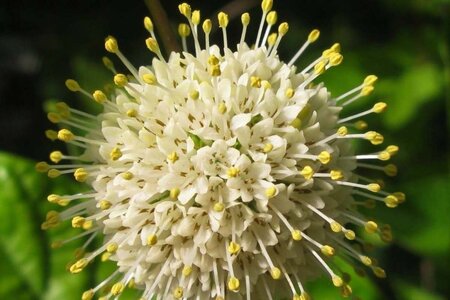 Cephalanthus occidentalis 30-40 cm cont. 3,0L - afbeelding 5