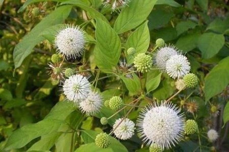 Cephalanthus occidentalis 30-40 cm cont. 3,0L - afbeelding 6