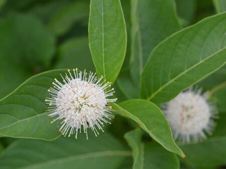 Cephalanthus occidentalis 30-40 cm cont. 3,0L - afbeelding 7