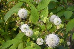 Cephalanthus occidentalis 40-60 cm cont. 3,0L - afbeelding 6