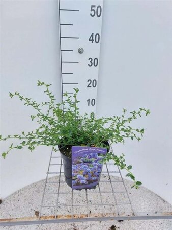 Ceanothus thyrsiflorus repens 30-40 cm cont. 3,0L - image 8