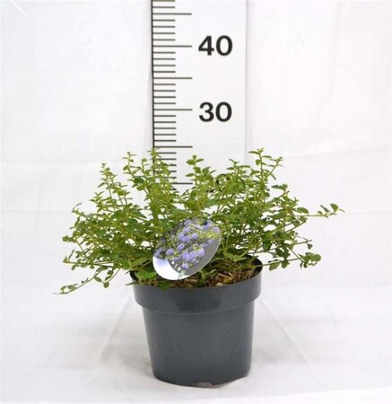 Ceanothus thyrsiflorus repens 30-40 cm cont. 3,0L - image 4