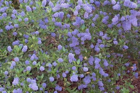 Ceanothus thyrsiflorus repens 30-40 cm cont. 3,0L - image 9