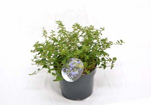 Ceanothus thyrsiflorus repens 30-40 cm cont. 3,0L - image 3