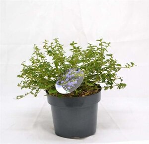 Ceanothus thyrsiflorus repens 30-40 cm cont. 3,0L - image 2