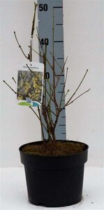 Chimonanthus praecox = Calycanthus 30-40 cm cont. 3,0L