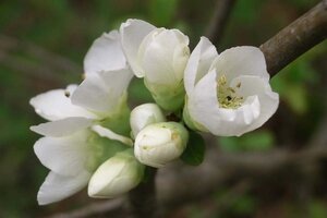 Chaenomeles sup. 'Jet Trail' 30-40 cm cont. 3,0L - image 1