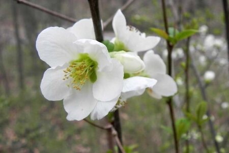 Chaenomeles sup. 'Jet Trail' 30-40 cm cont. 3,0L - image 2