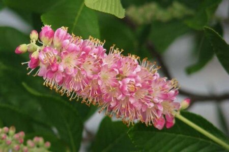 Clethra alnif. 'Pink Spire' 60-80 cm container - image 1