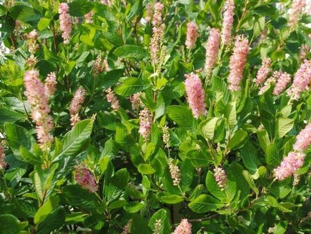 Clethra alnif. 'Rosea' 40-60 cm cont. 3,0L - image 2