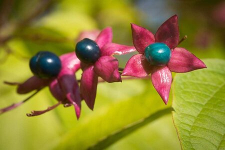 Clerodendrum trichotomum 60-80 cm container - image 4