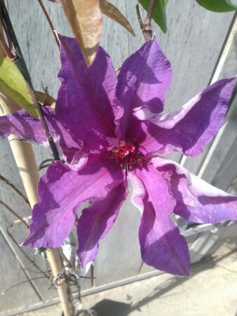 Clematis 'The President' (paars) 80-100 cm cont. 2,0L